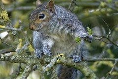 Squirrel Front View in a Tree Eating