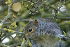 Squirrel Front View in a Tree Eating