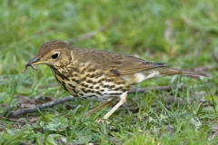 Mistle Thrush Side View With Worm on Grass