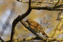 Mistle Thrush Back View on a Branch