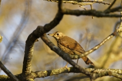 Mistle Thrush Back View on a Branch