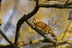 Mistle Thrush Back View on a Branch