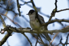 Male Blackcap Front View on Branch