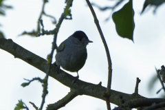 Male Blackcap Back View on Branch