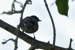 Male Blackcap Back View on Branch