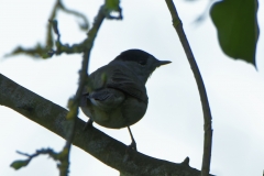 Male Blackcap Back View on Branch