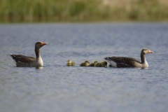 Greylag Geese with Chicks on Lake