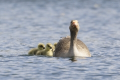 Greylag Goose with Chicks on Lake