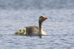 Greylag Goose with Chicks on Lake