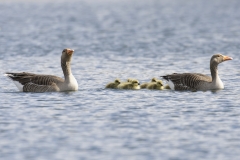 Greylag Geese with Chicks on Lake