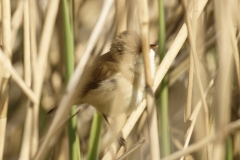 Reed Warbler Side View in Reeds