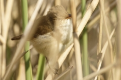 Reed Warbler Side View in Reeds