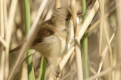 Reed Warbler Side View in Reeds