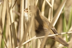 Reed Warbler Side View in Reeds