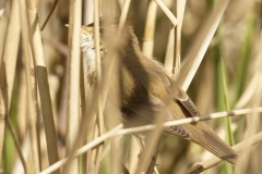 Reed Warbler Side View in Reeds