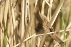 Reed Warbler Side View in Reeds