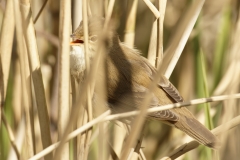 Reed Warbler Side View in Reeds