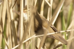 Reed Warbler Side View in Reeds