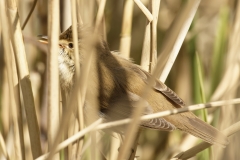 Reed Warbler Side View in Reeds