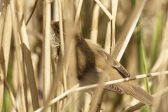 Reed Warbler Side View in Reeds