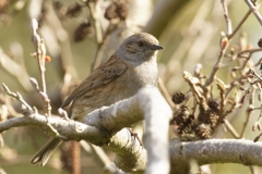 Dunnock Side View on a Branch