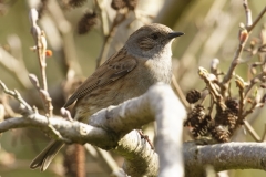 Dunnock Side View on a Branch