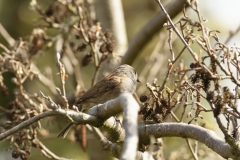 Dunnock Side View on a Branch