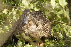 Female Mallard Duck with Chicks Under Her