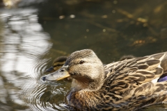 Female Mallard Duck with Chicks on Lake