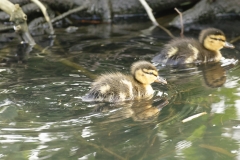 Mallard Duck Chicks on Lake