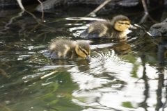 Mallard Duck Chicks on Lake