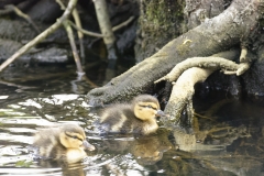 Mallard Duck Chicks on Lake