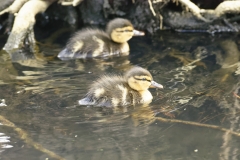 Mallard Duck Chicks on Lake