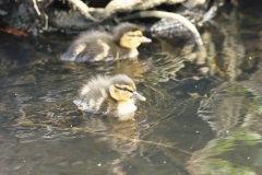 Mallard Duck Chicks on Lake