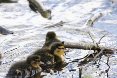 Mallard Duck Chicks on Lake