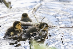 Mallard Duck Chicks on Lake