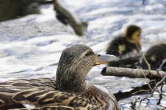 Female Mallard Duck with Chicks on Lake