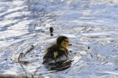 Mallard Duck Chicks on Lake