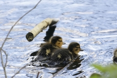 Mallard Duck Chicks on Lake