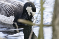 Barnacle Goose Front View on the Lake