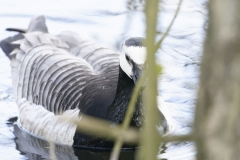 Barnacle Goose Front View on the Lake