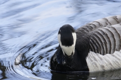 Barnacle Goose Front View on the Lake