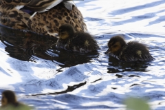 Female Mallard Duck with Chicks on Lake