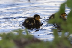 Mallard Duck Chicks on Lake