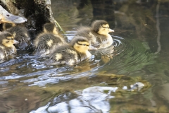 Female Mallard Duck with Chicks on Lake