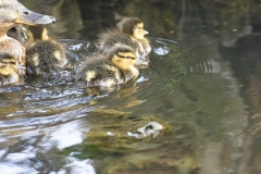 Female Mallard Duck with Chicks on Lake