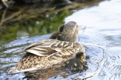 Female Mallard Duck with Chicks on Lake