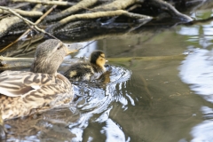 Female Mallard Duck with Chicks on Lake