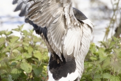 Barnacle Goose Back View on Back Wings Open