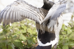 Barnacle Goose Back View on Back Wings Open